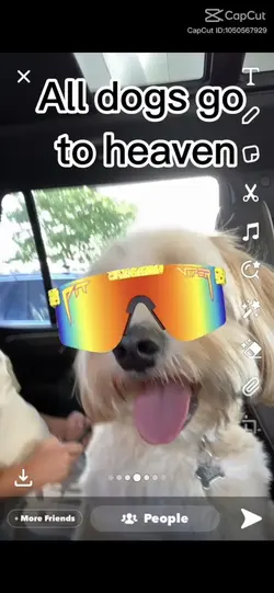 Dogs go to heaven he