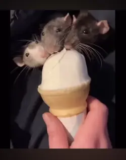 3 hungry mice 