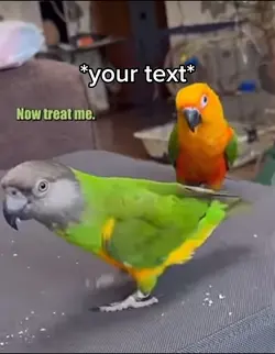 Parrots treat 