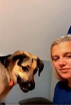 crazy dogs 😂
