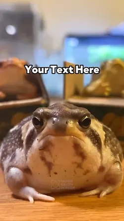 Frog 