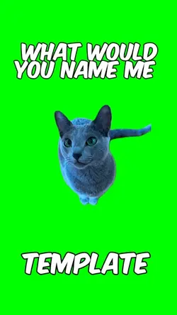 Blue starring cat