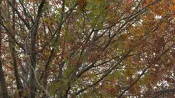 Fall