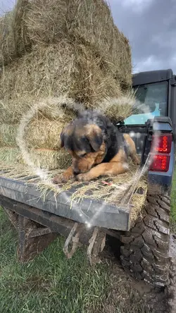 The Best Dog 