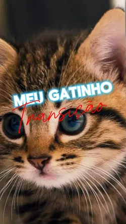 Meu Gatinho 