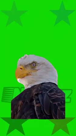 Eagle stare