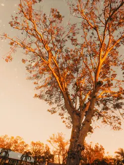 autumn filter 