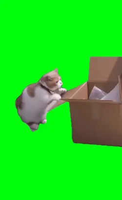 double bass cat