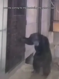 Monkey