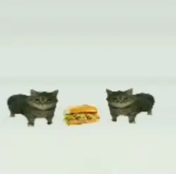 Cat Sandwich 