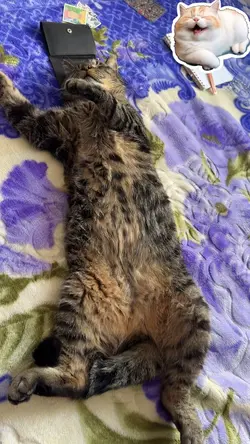 Gato 