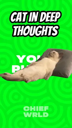 Thinking cat 