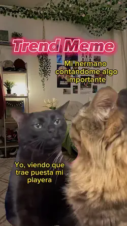 Gatos Trend TikTok