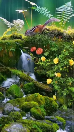 nature 