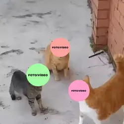 trio 