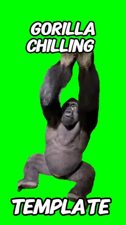 Gorilla Chillijg 