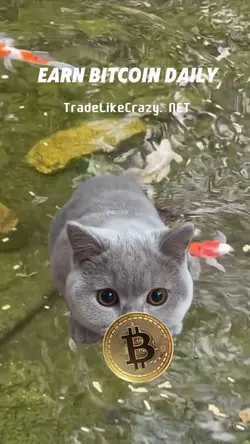 CatsNCoins