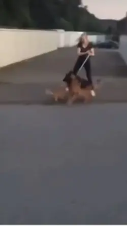 Kung fu cat