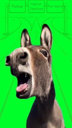 Donkey 