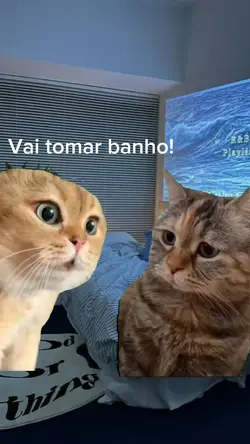 POV dos gatinhos 