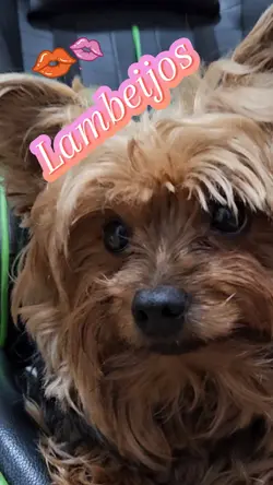 Lambeijos 