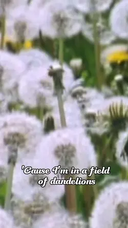 Dandelions 