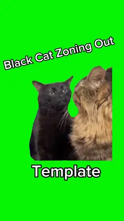 Black Cat Zoning Out
