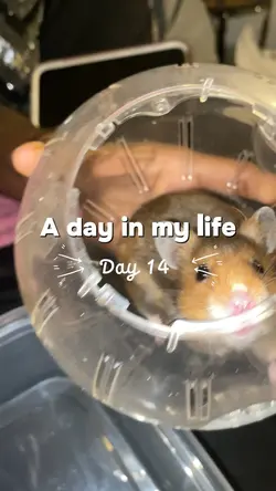 Hamster life🐹🔥