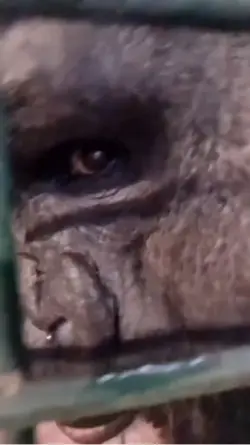 Gorilla rizz