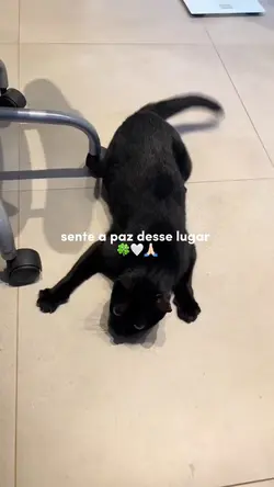 sente a paz 