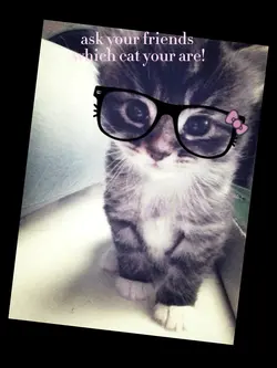 which cat you are
