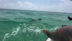 Dolphins at play