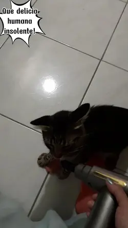 Gatinhos.Fofinhos