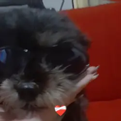 gato vs cachorro 