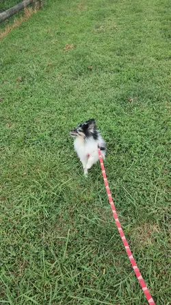 agility 