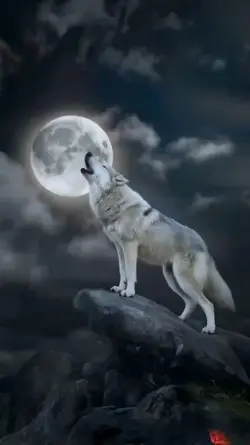 Wolf Howling + photo
