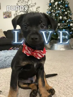 Puppy love