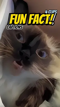 Fun fact! 😸