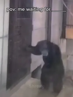 monkey banging door