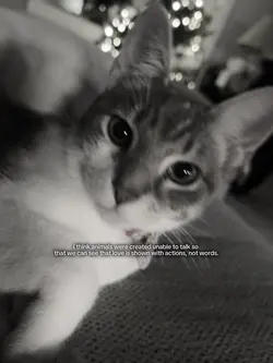 love my cat