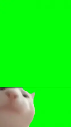happy cat 