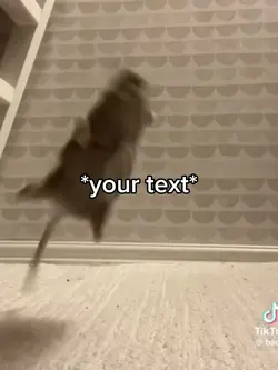 dancing rat meme