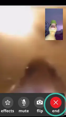 Factiming hamster