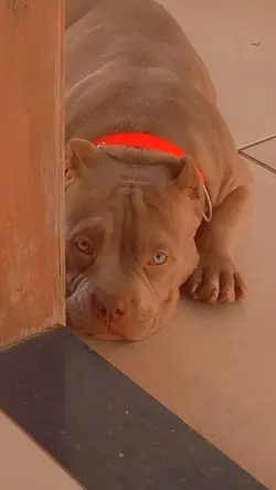 modo pitbull raivado