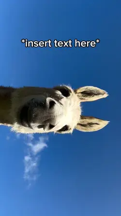Donkey Meme
