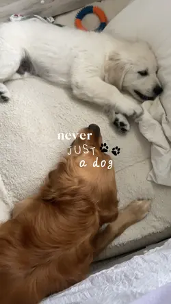 never just a dog 🐾 