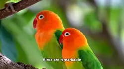 Amazing bird 🦅 facts