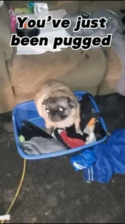 Pug someone