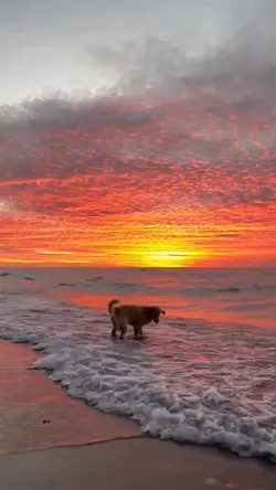 Dog sunset