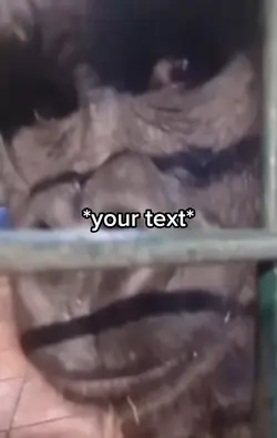 Sus gorilla 